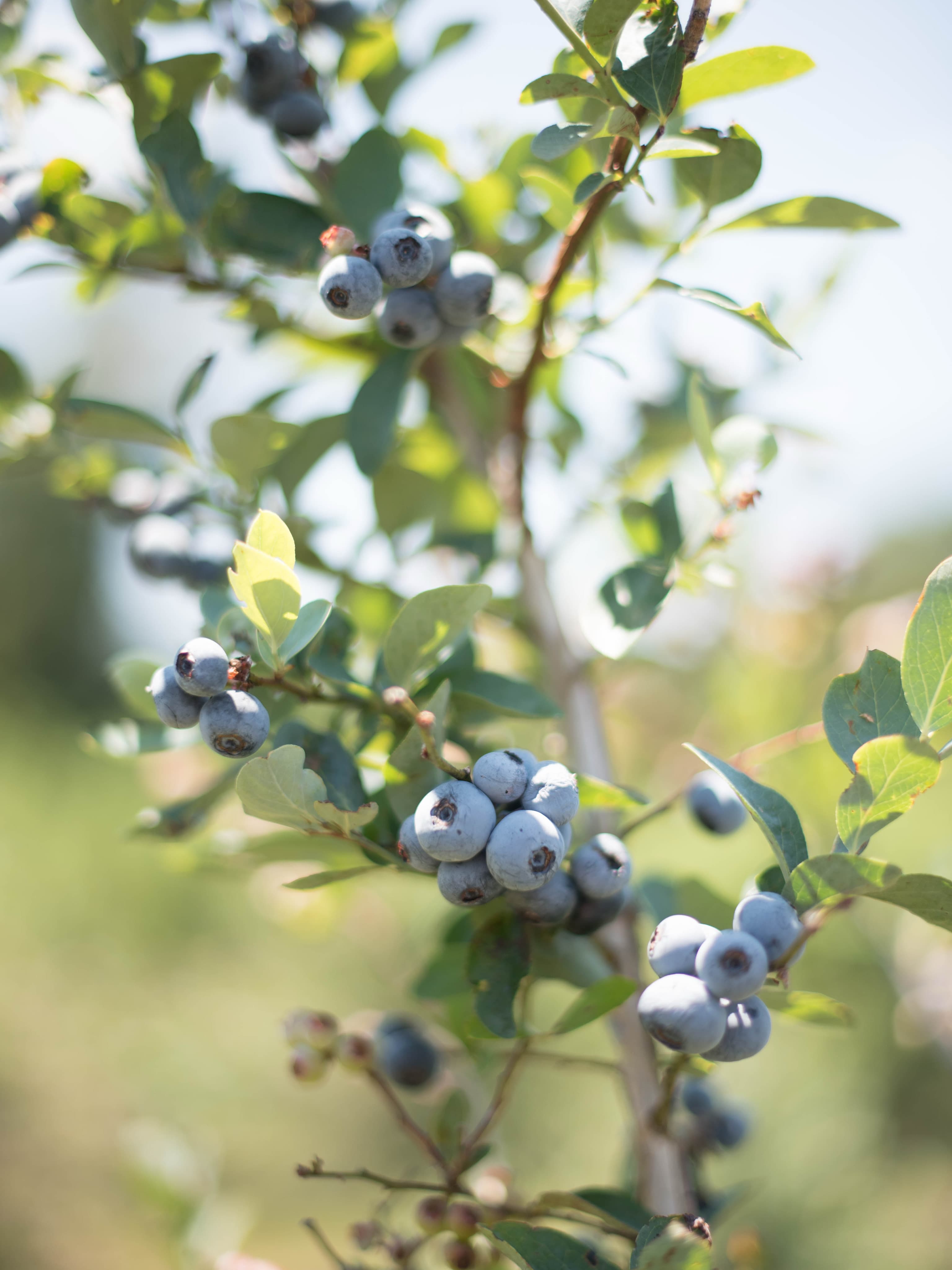 Blueberry field at Young's Farm
