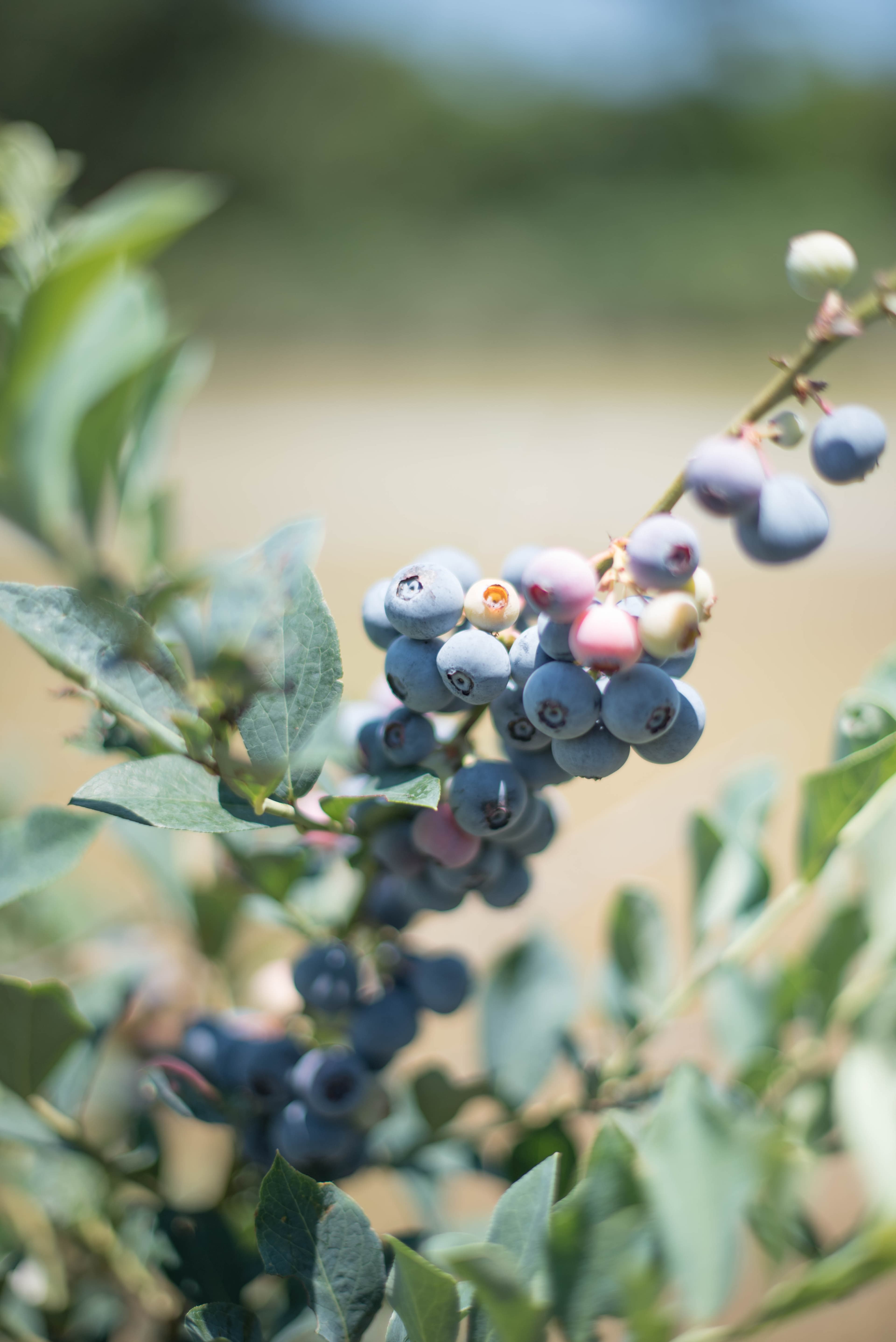 Fresh Berries