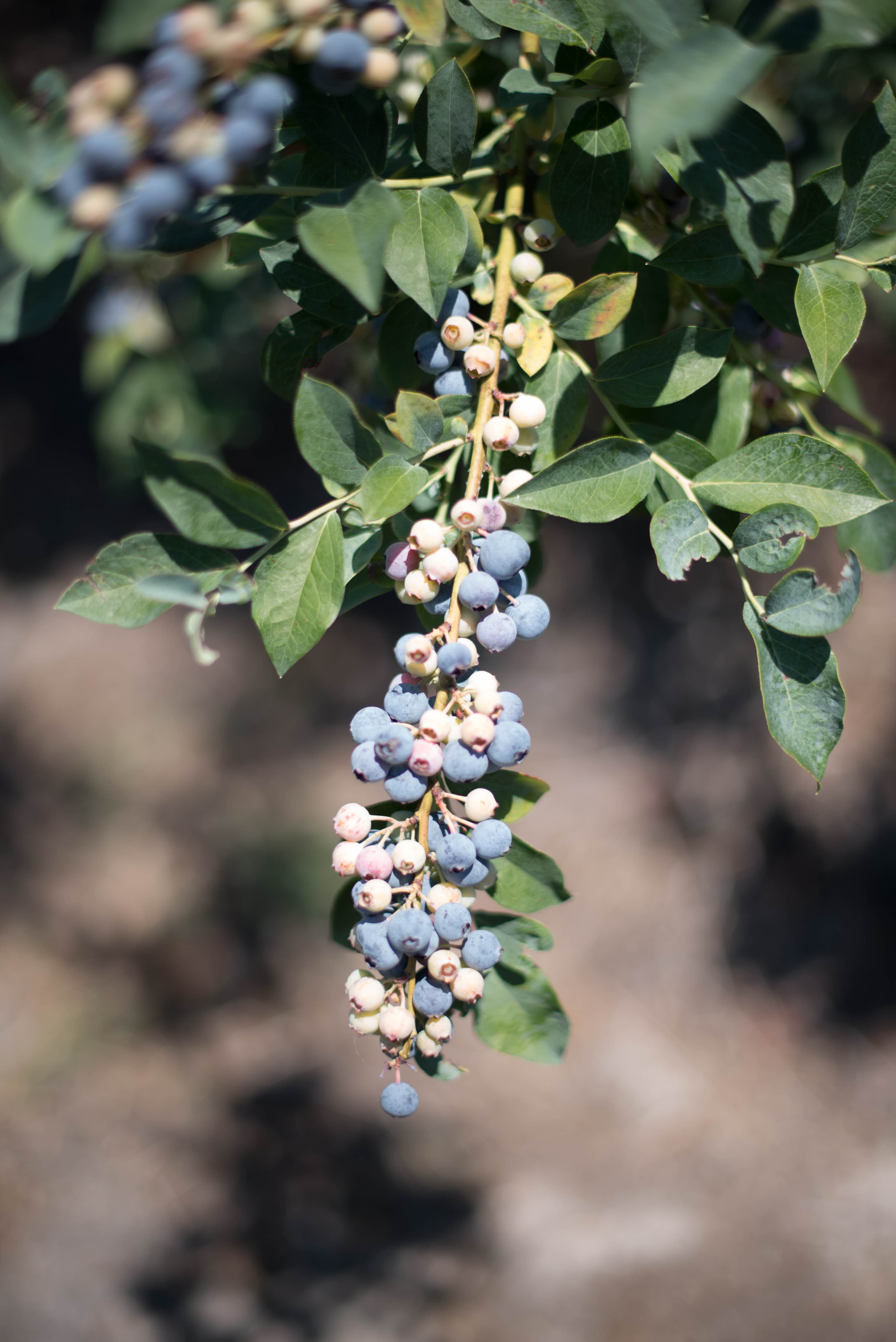 Fresh blueberries